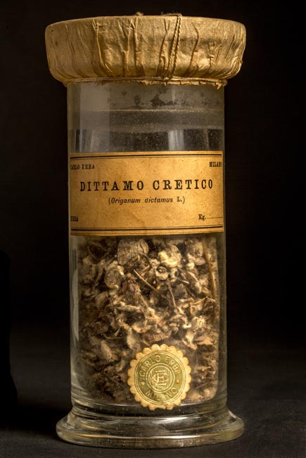 DITTAMO CRETICO